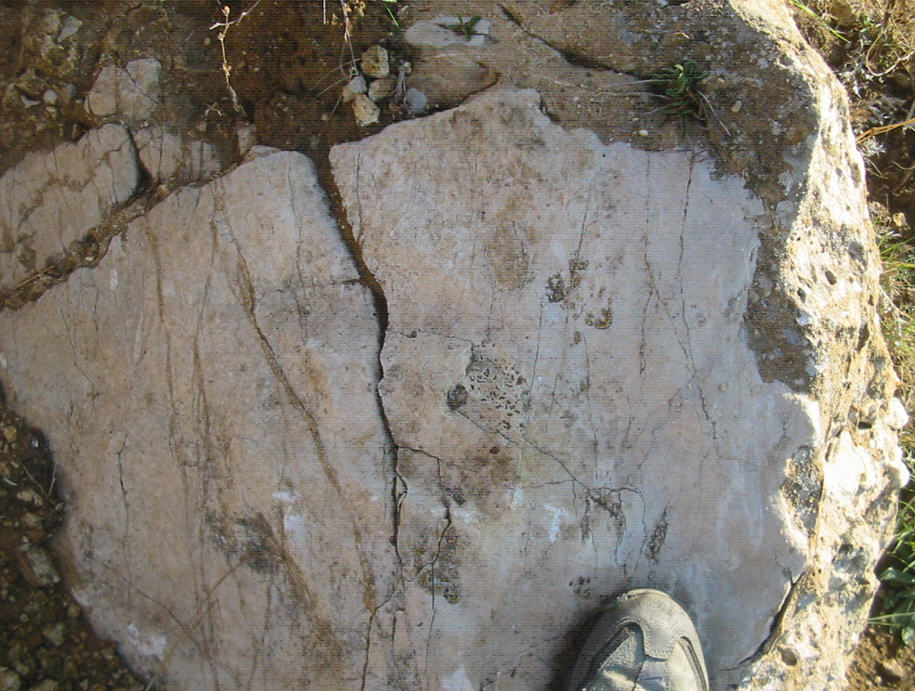 Faglia